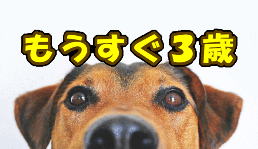 【２歳１１カ月】もうすぐ３歳